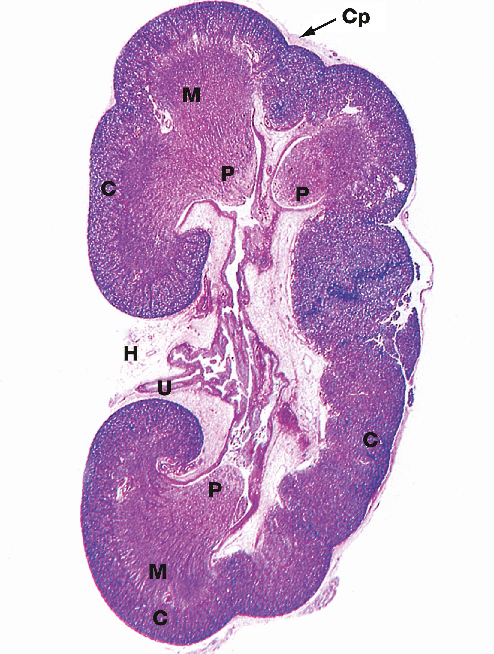 Fig. 16.3, Kidney