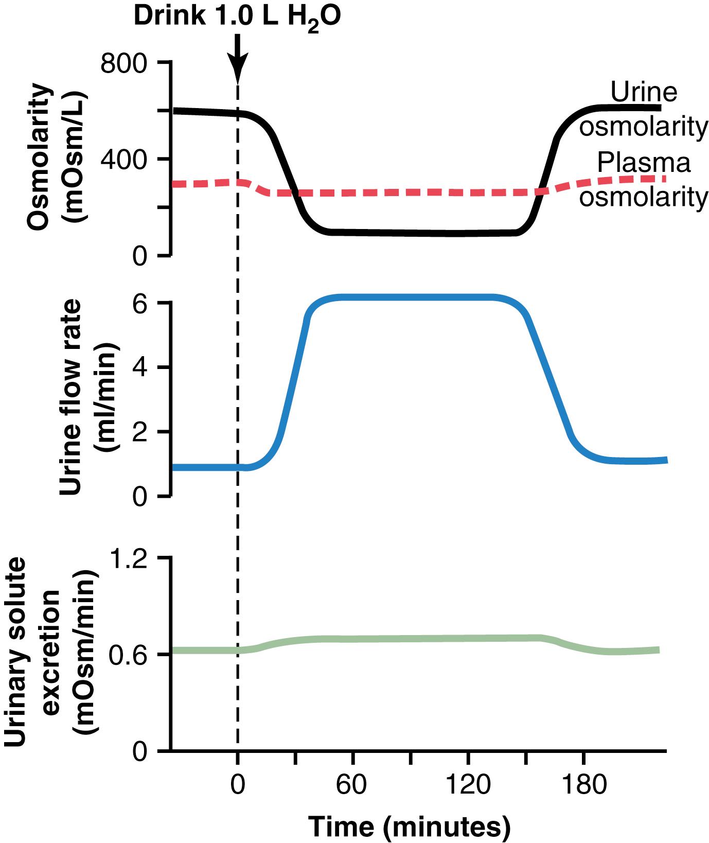 Figure 29-1, Water diuresis in a person after ingestion of 1 liter of water. Note that after water ingestion, urine volume increases and urine osmolarity decreases, causing excretion of a large volume of dilute urine; however, the total amount of solute excreted by the kidneys remains relatively constant. These responses of the kidneys prevent plasma osmolarity from decreasing markedly during excess water ingestion.