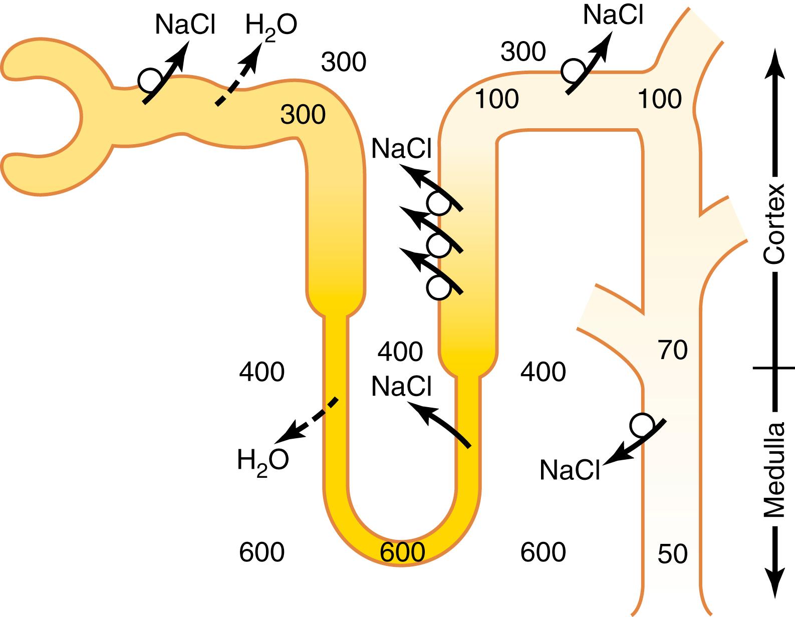Figure 29-2, Formation of dilute urine when antidiuretic hormone (ADH) levels are very low. Note that in the ascending loop of Henle, the tubular fluid becomes very dilute. In the distal tubules and collecting tubules, the tubular fluid is further diluted by the reabsorption of sodium chloride and the failure to reabsorb water when ADH levels are very low. The failure to reabsorb water and continued reabsorption of solutes lead to a large volume of dilute urine.