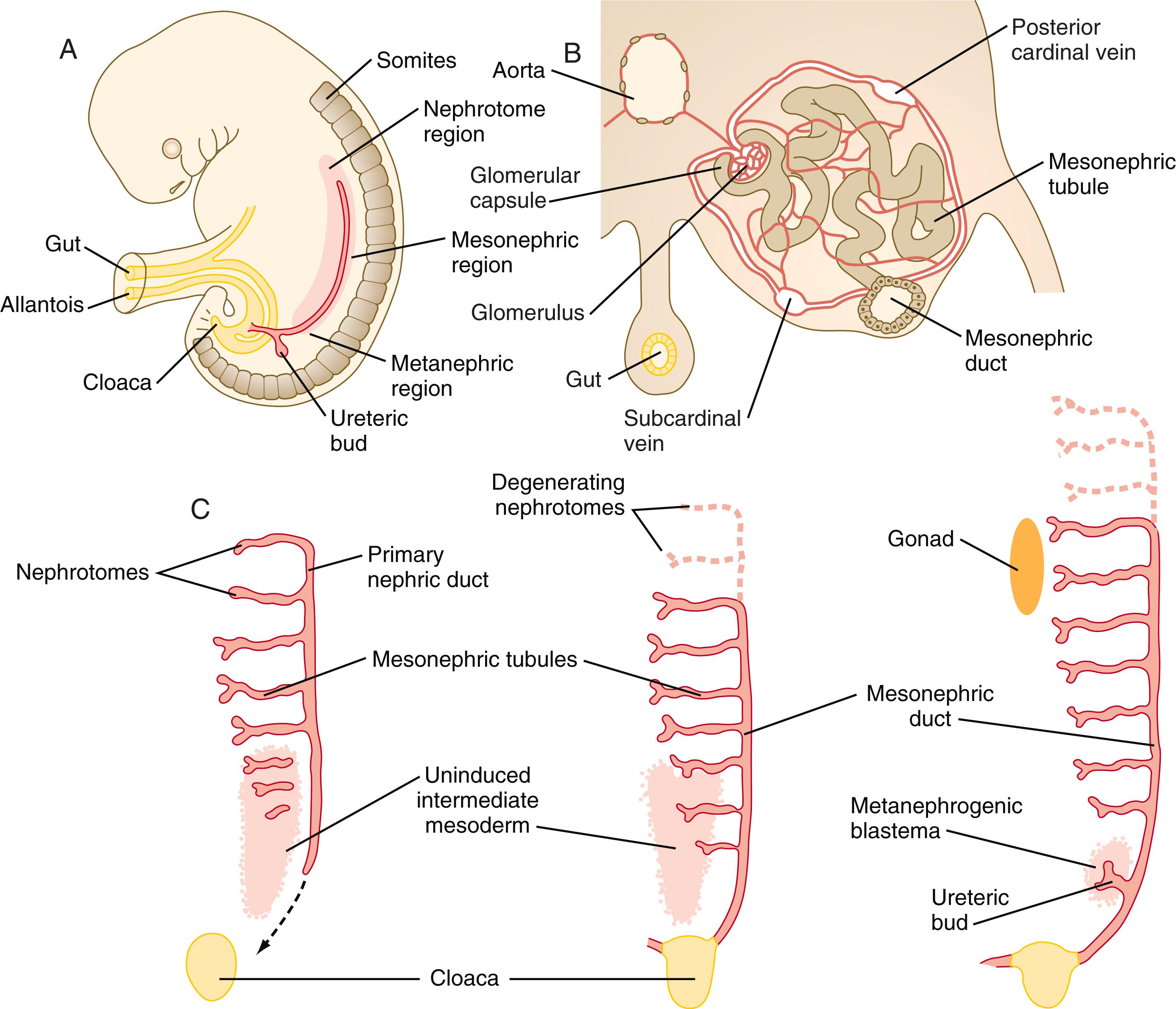 Fig. 16.1, Early stages in the establishment of the urinary system.