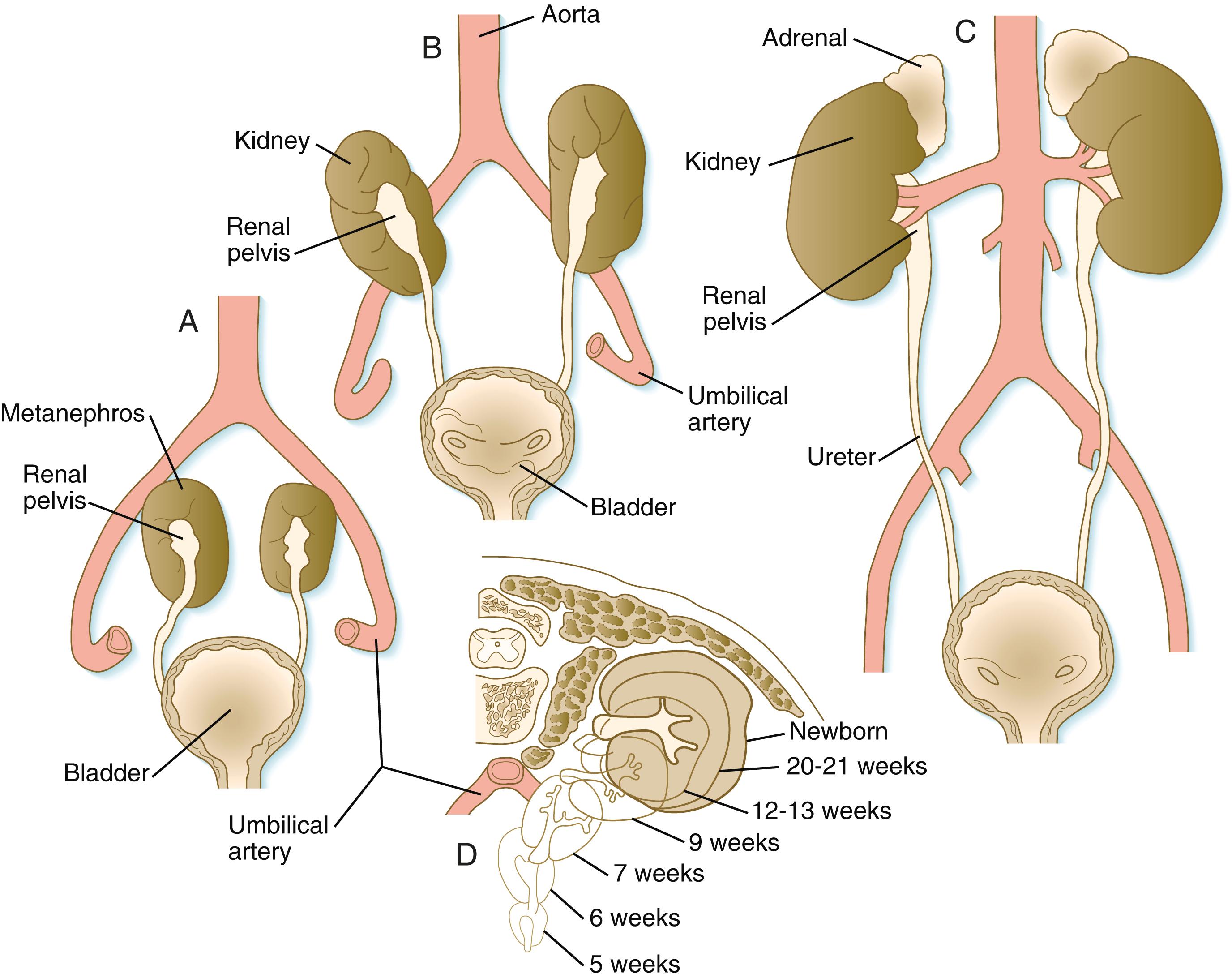 Fig. 16.11, (A) to (C) Migration of the kidneys from the pelvis to their definitive adult level. (D) Cross section of the pathway of migration of the kidneys out of the pelvis.