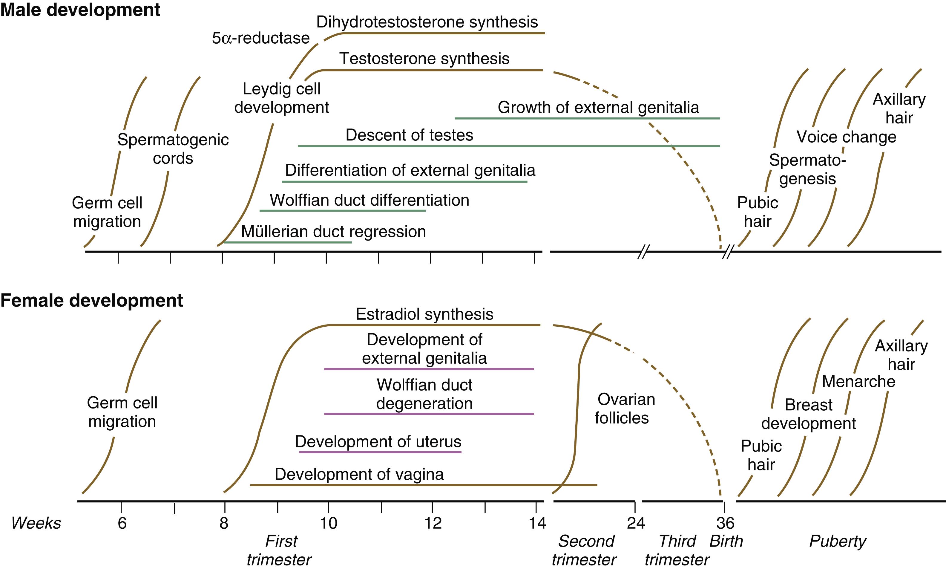 Fig. 16.23, Major events in the sexual differentiation of male and female human embryos.