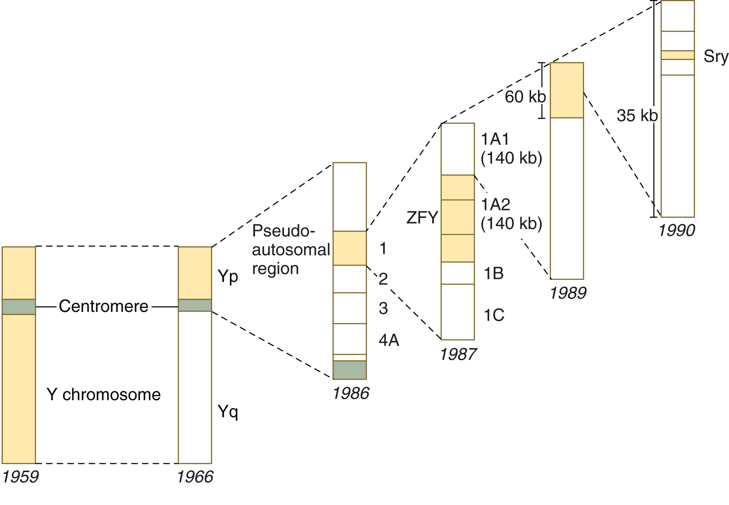 Fig. 16.24, A history in the progress of localization of the sex-determining gene on the Y chromosome.