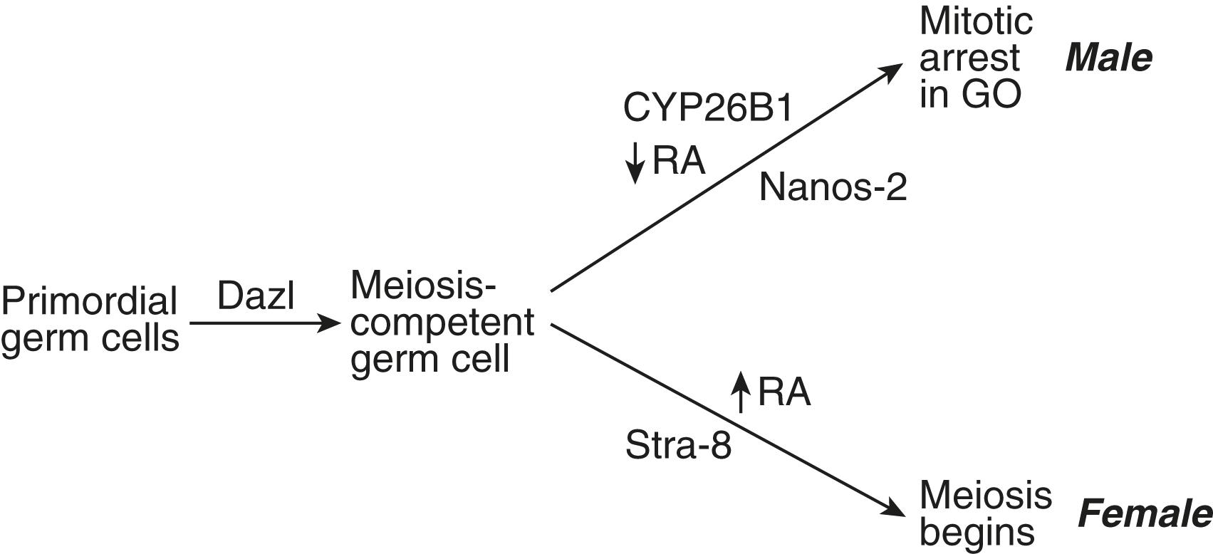 Fig. 16.25, Scheme showing the effect of exposure to different concentrations of retinoic acid (RA) on the fate of primordial germ cells in males and females.