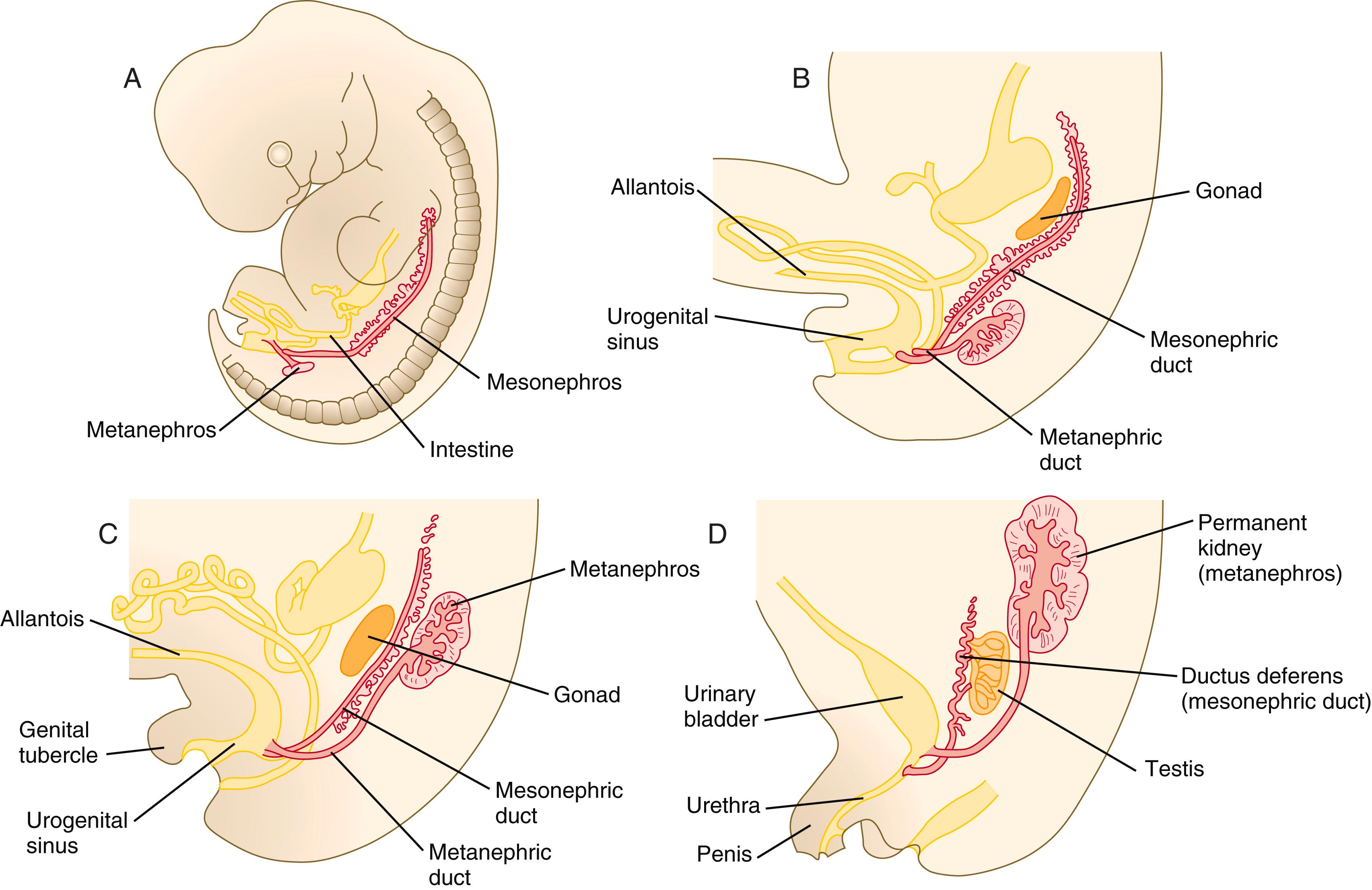 Fig. 16.3, Stages in the formation of the metanephros.