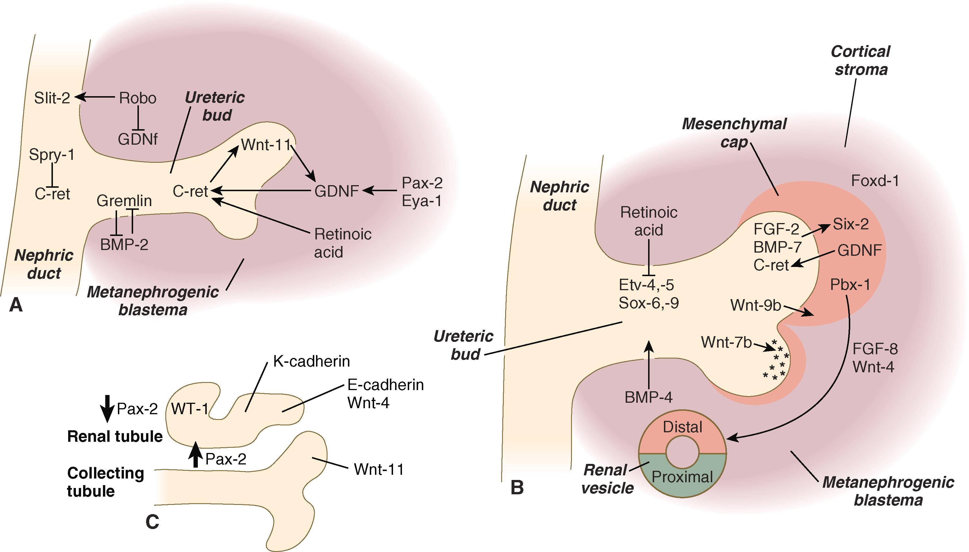 Fig. 16.4, Molecular basis for the early formation of the metanephros and ureter.