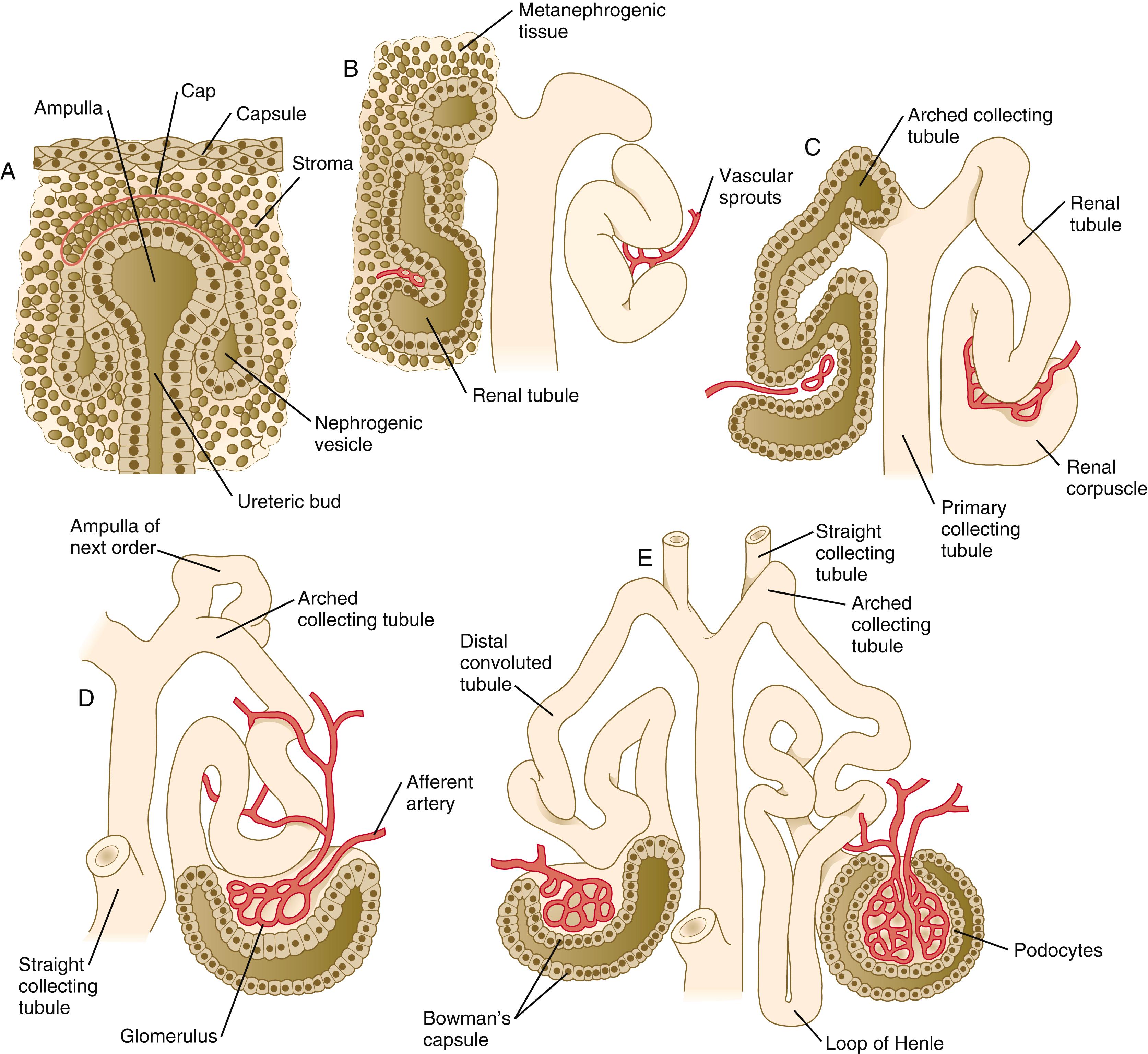 Fig. 16.5, (A) to (E) Stages in the development of a metanephric tubule.