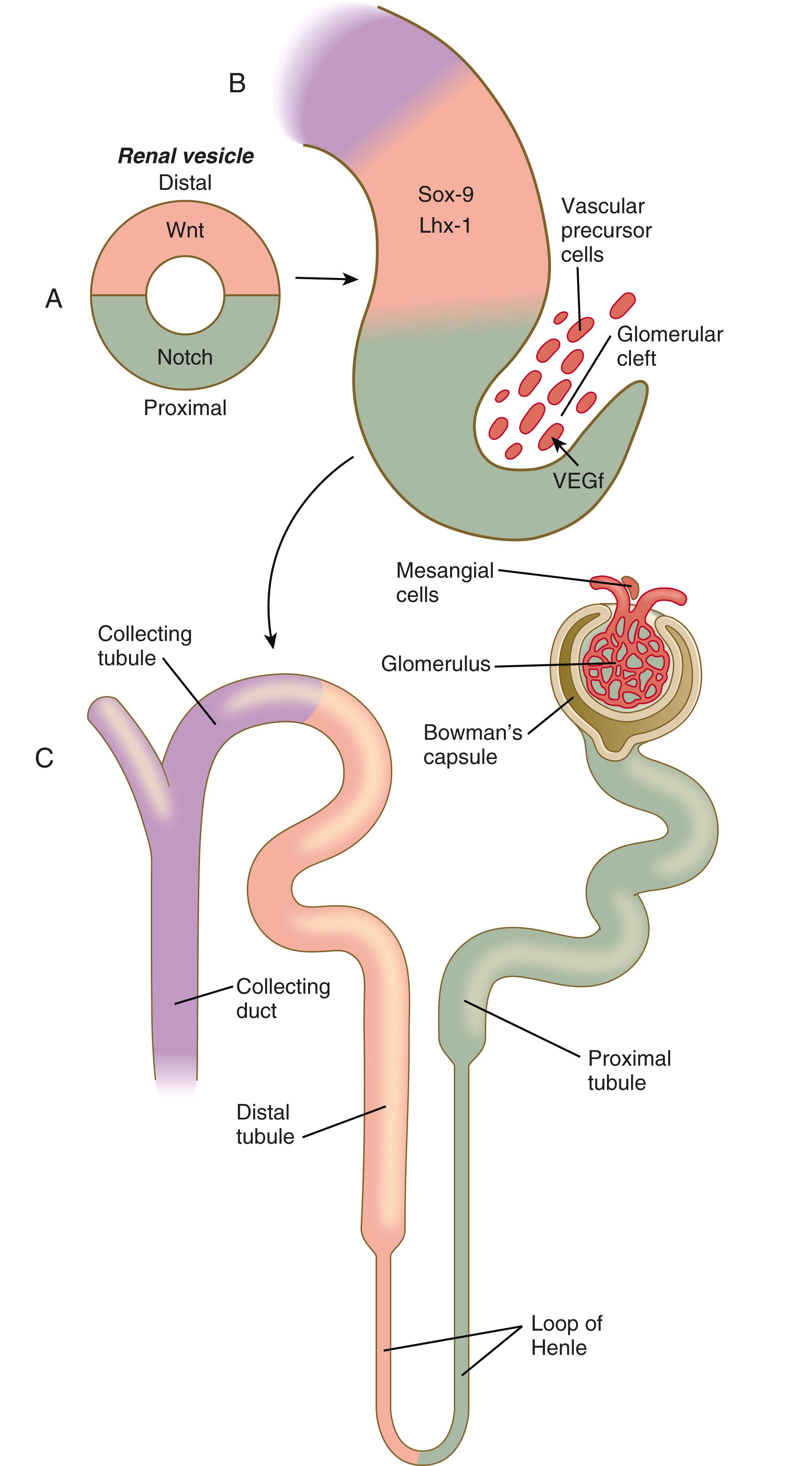 Fig. 16.6, The molecular environment in early formation of a nephron.