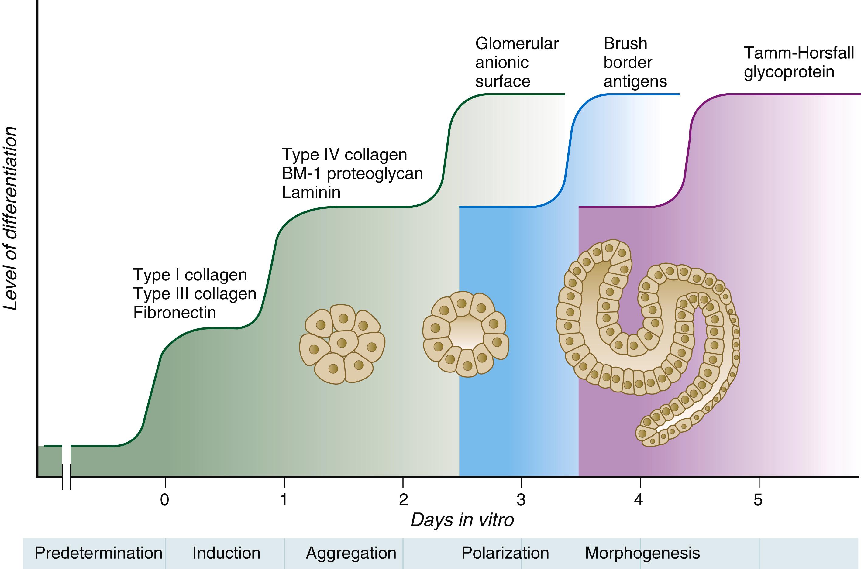 Fig. 16.7, Multiphasic determination and differentiation of mouse metanephric mesoderm in vitro.