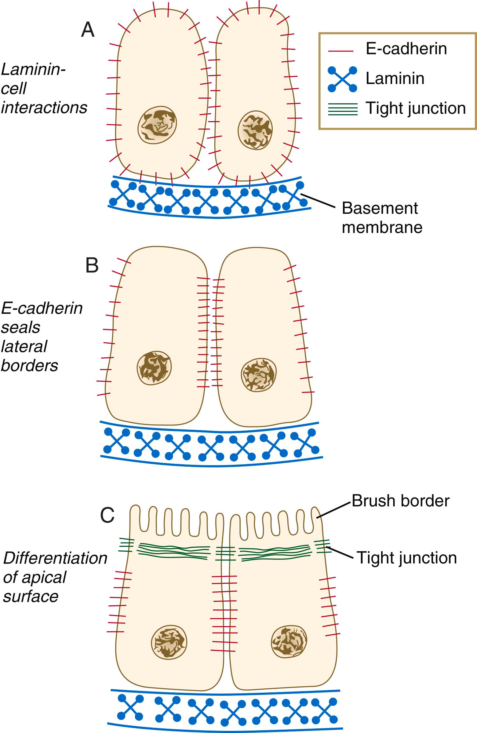 Fig. 16.8, Stages in the transformation of renal mesenchyme into epithelium, with emphasis on the role of laminin and E-cadherin (uvomorulin).