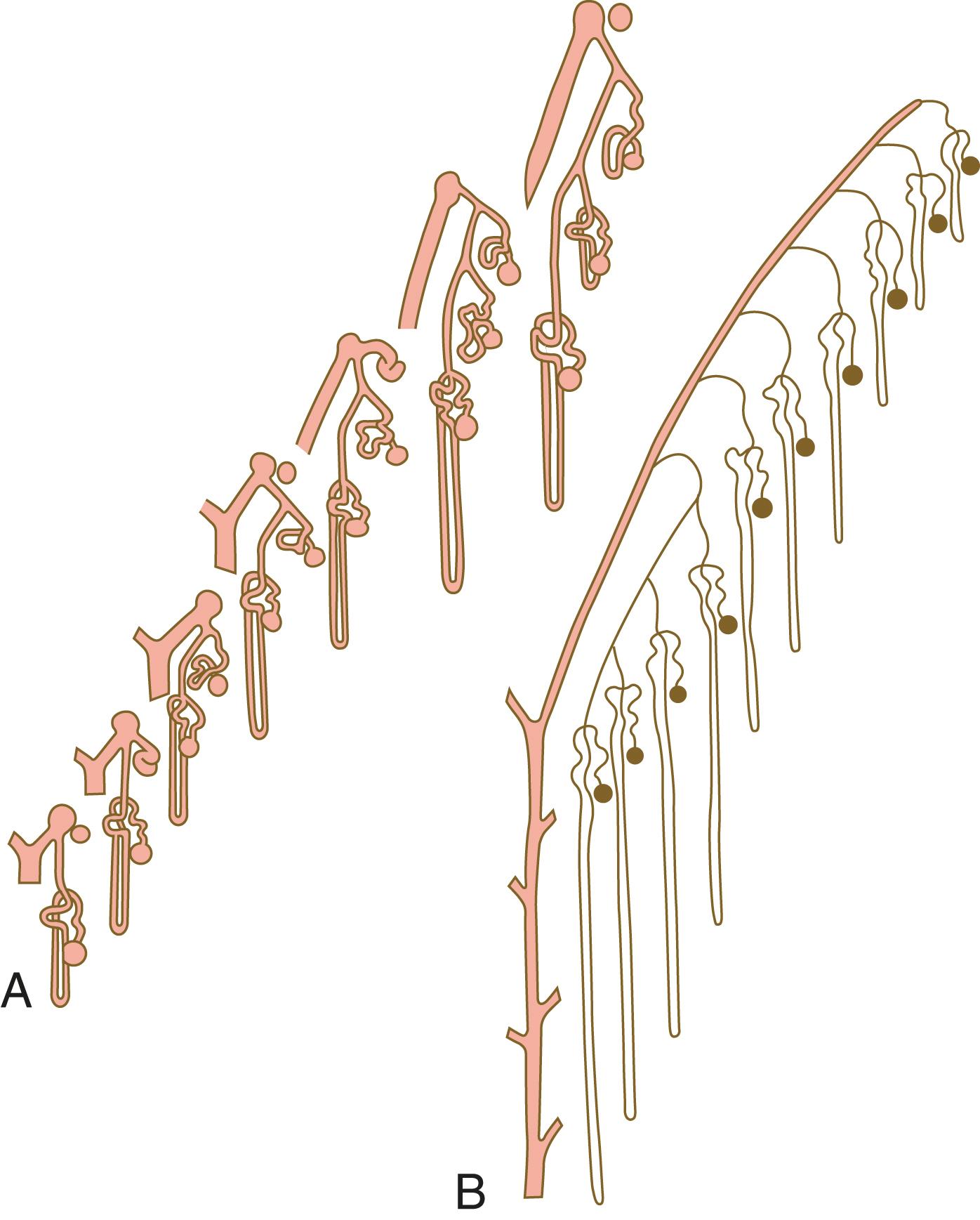 Fig. 16.9, Formation of arcades of nephrons in the developing human metanephros.