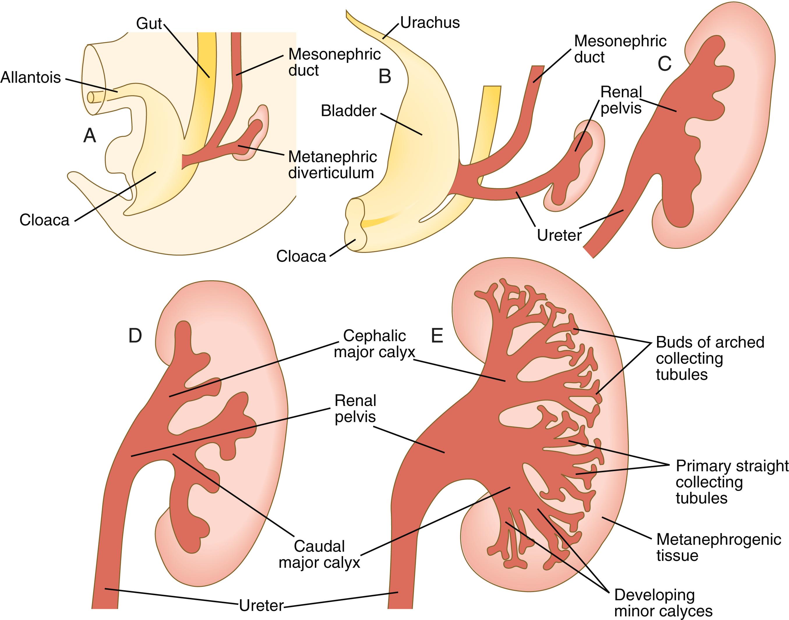 Fig. 16.10, (A) to (E) Later changes in the development of the metanephros.