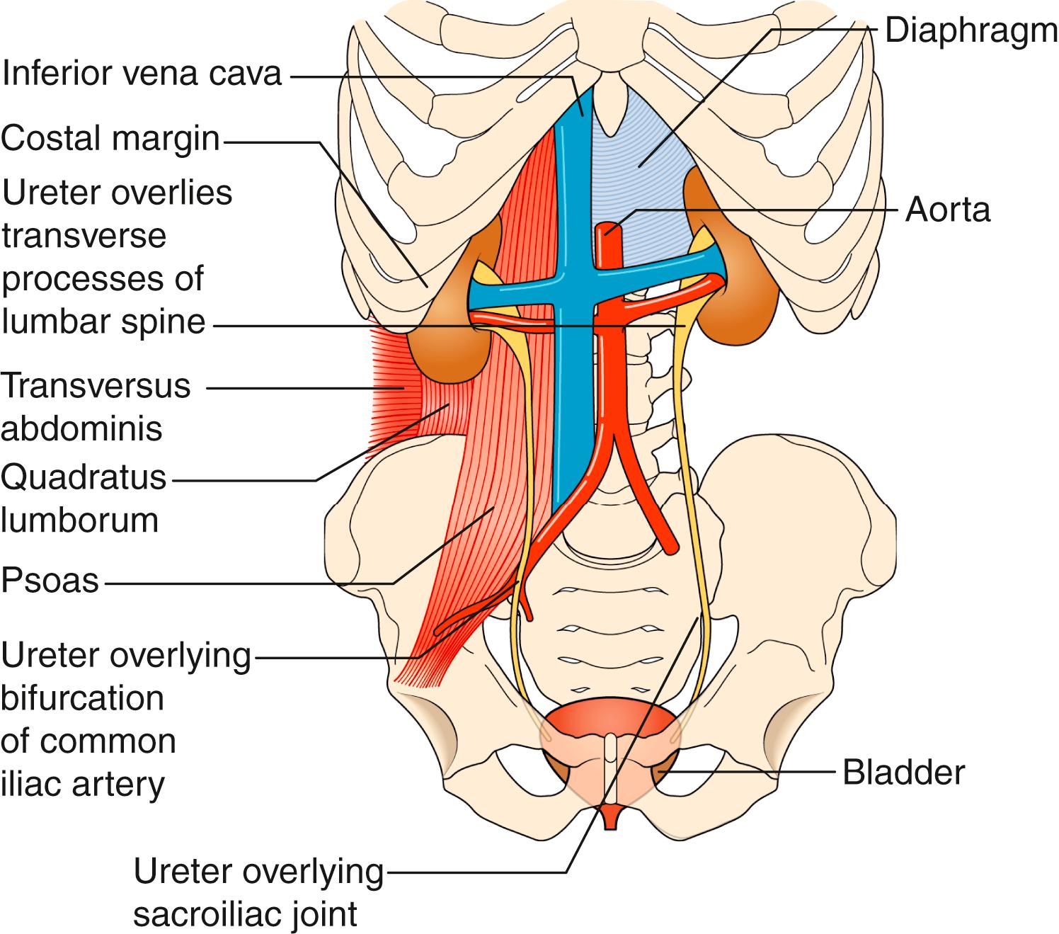 Fig. 24.8, Anatomy of kidneys and ureters.