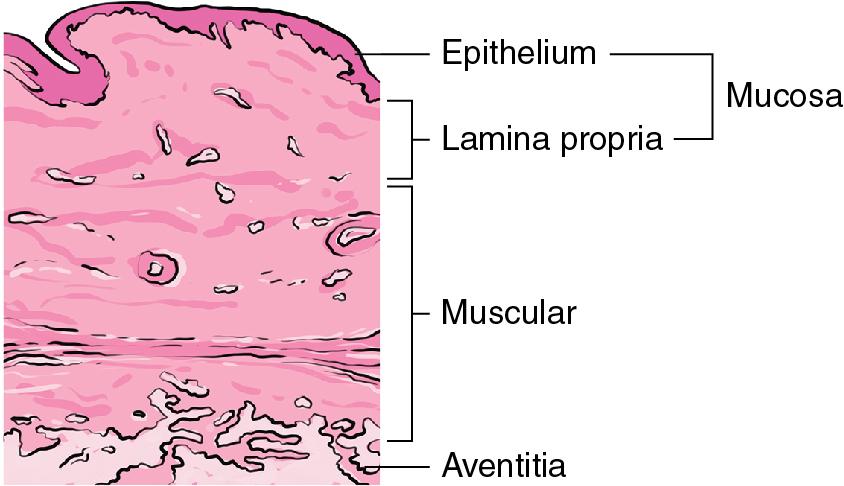 Fig. 10.1, Vaginal layers.