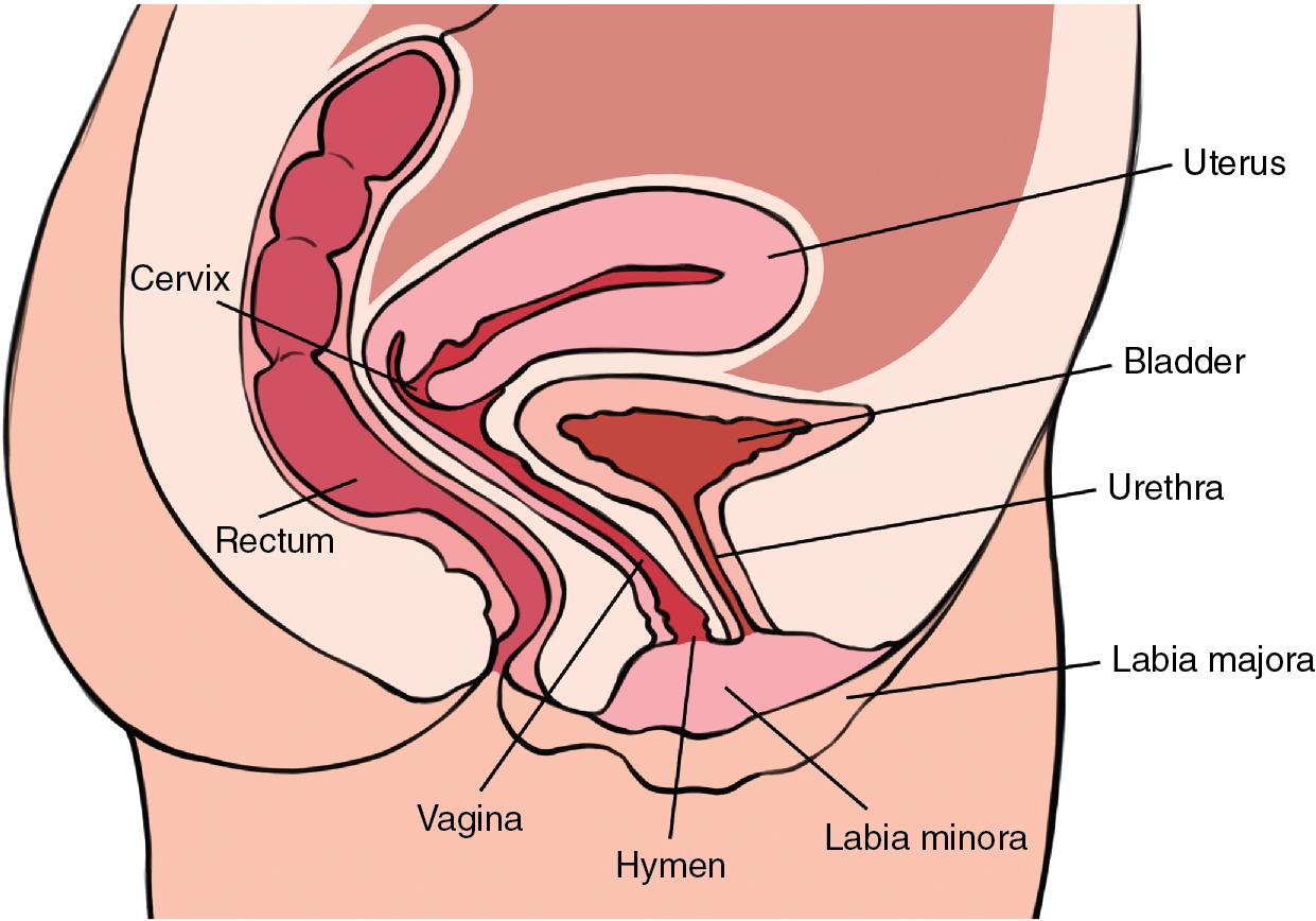 Fig. 10.2, The vagina and its relationships.