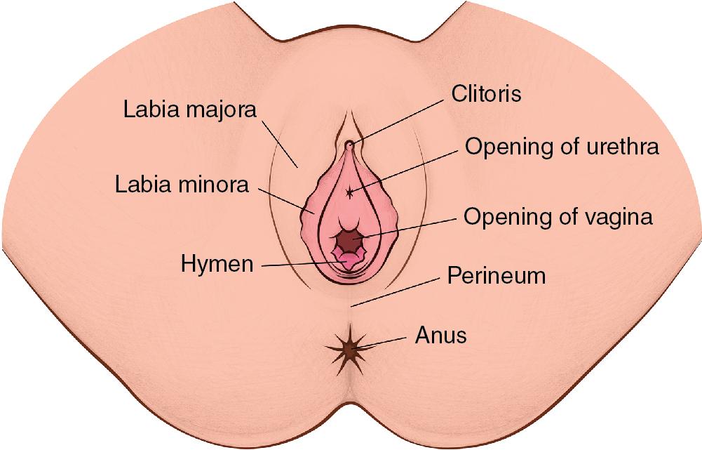 Fig. 10.3, External female genitalia.