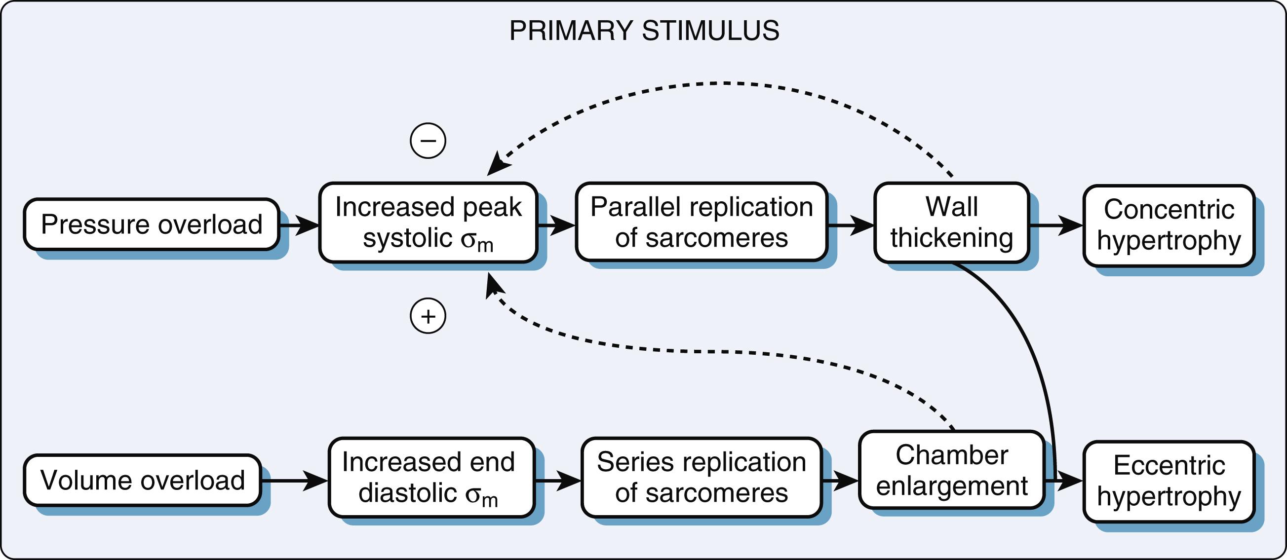 Figure 15.14, The increased peak systolic wall stress (σ m ) resulting from chronic pressure overload directly stimulates concentric ventricular hypertrophy, which tends to counteract or normalize the increased ventricular wall stress.