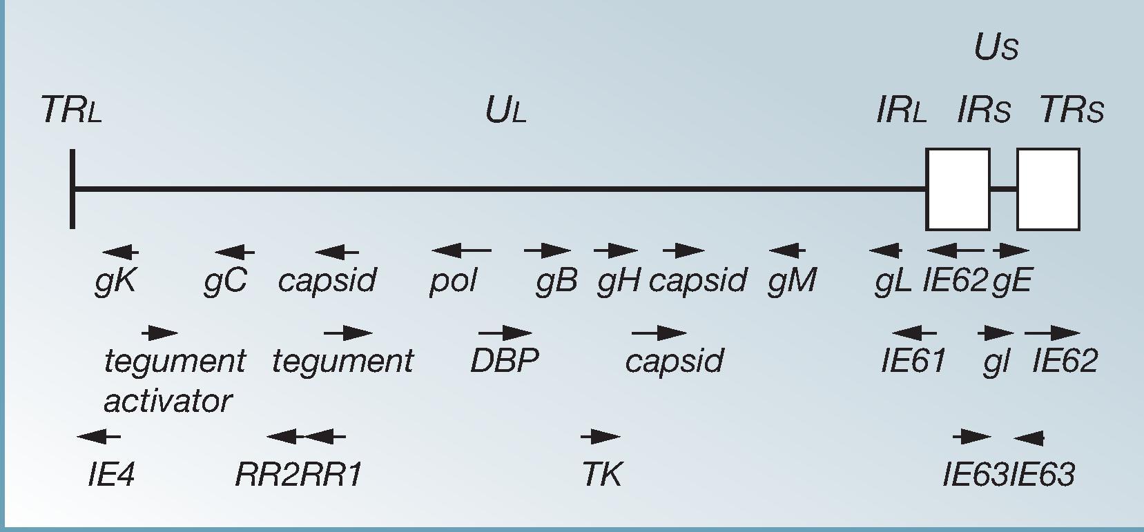 Fig. 63.2, Structure of the varicella-zoster virus (VZV) genome. The linear double-stranded DNA consists of a long unique segment (U L ) of approximately 199 kbp, flanked by terminal and internal repeats (TR L and IR L ), and a short unique sequence (U S ) of approximately 5.4 kbp, flanked by terminal and internal repeats of 6.8 kbp (TR S and IR S ). The directions of transcription (arrows) of some of the important gene products are indicated below the map.