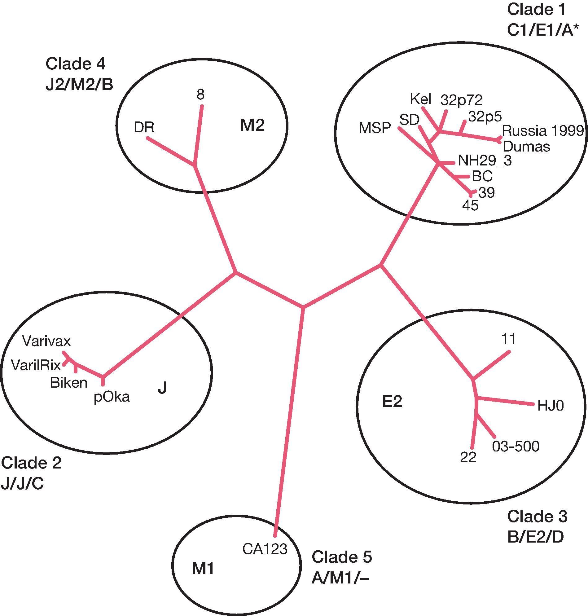 Fig. 63.3, Phylogenetic tree showing five major varicella-zoster virus (VZV) clades. E, European; J, Japanese; M, mosaic.