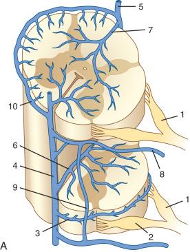 FIG. 93.7, Deep and superficial venous drainage of the spinal cord. (A) Schematic illustration: 1, dorsal nerve root; 2, ventral nerve root; 3 and 10, radial/coronal veins; 4, anterior median vein; 5, posterior median vein; 6, intramedullary anastomosis; 7, dorsal sulcal vein; 8, radiculomedullary vein; 9, ventral longitudinal vein. (B) Midsagittal and (C) axial microradiographs of injected specimen. Multiple intramedullary anastomoses ( arrowheads ) between the ventral ( single arrow ) and dorsal ( double arrows ) median veins. Radially oriented deep venous system ( open arrows ) draining into the superficial pial venous network and intramedullary anastomoses.