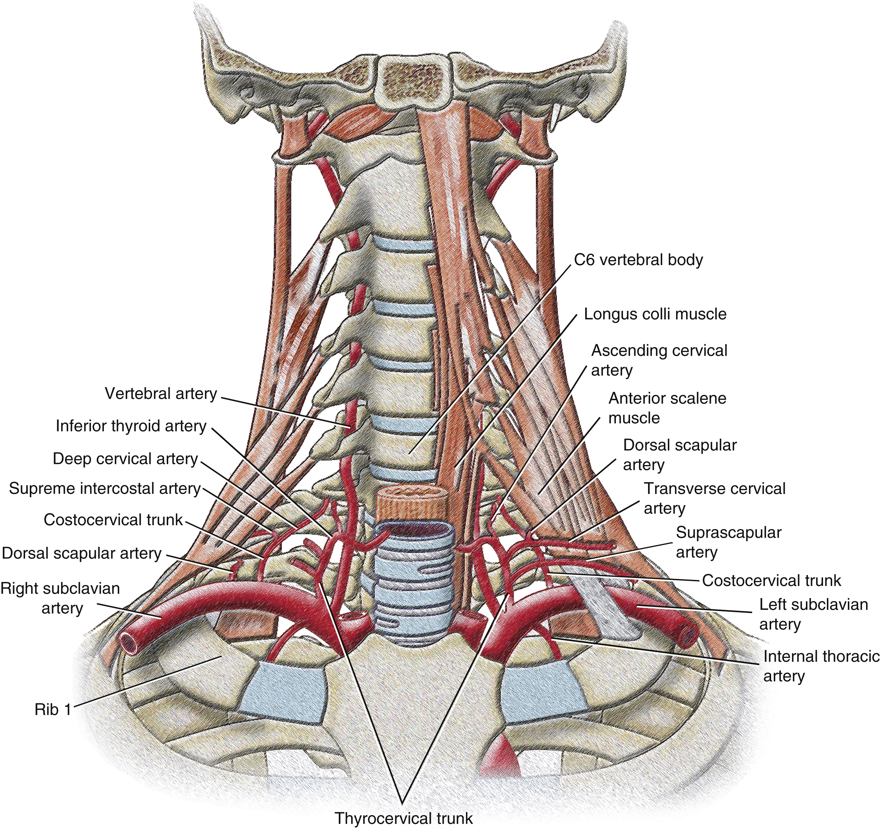 Fig. 9.2, Subclavian artery and branches in root of neck.