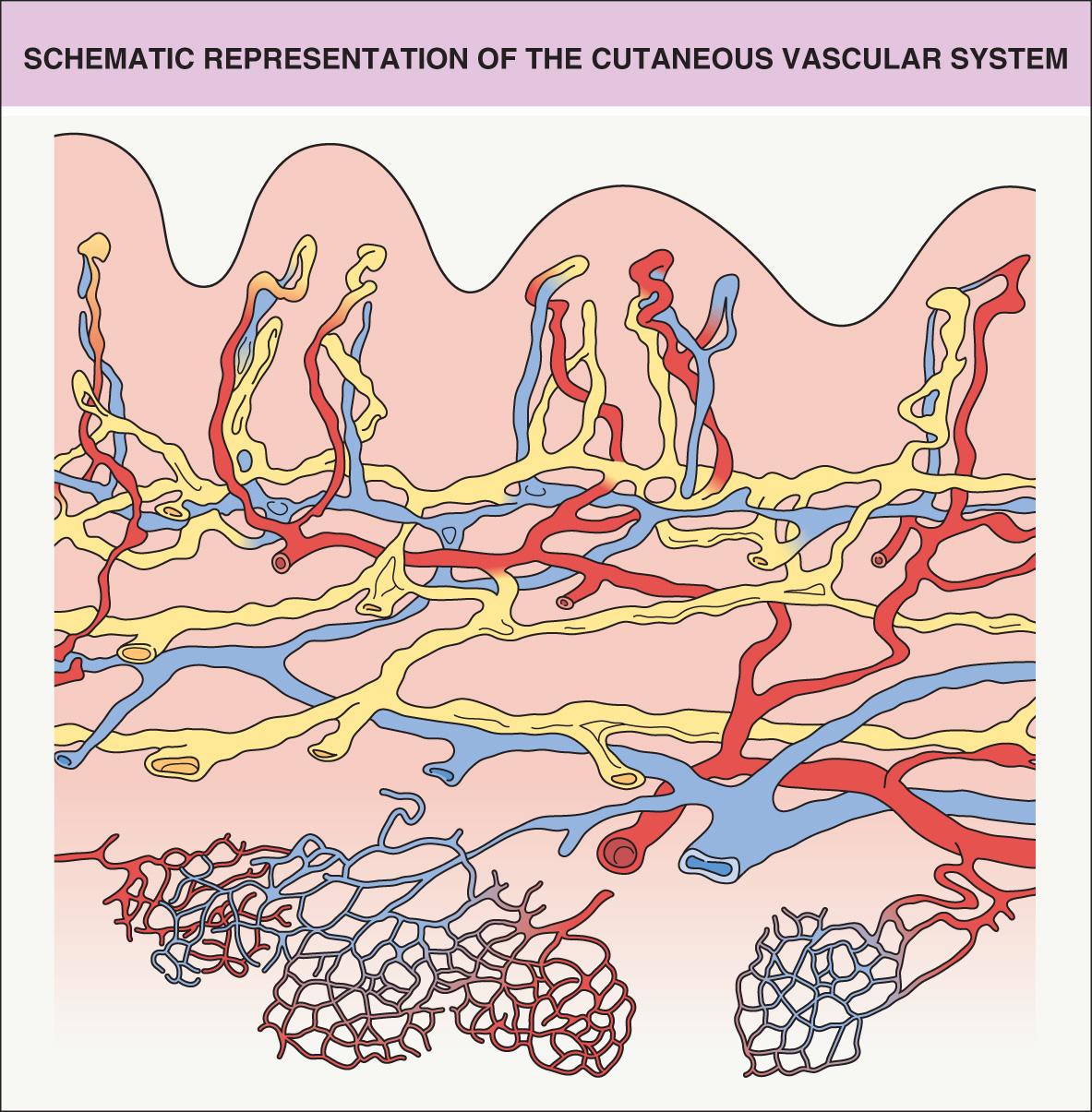 Fig. 102.1, Schematic representation of the cutaneous vascular system.