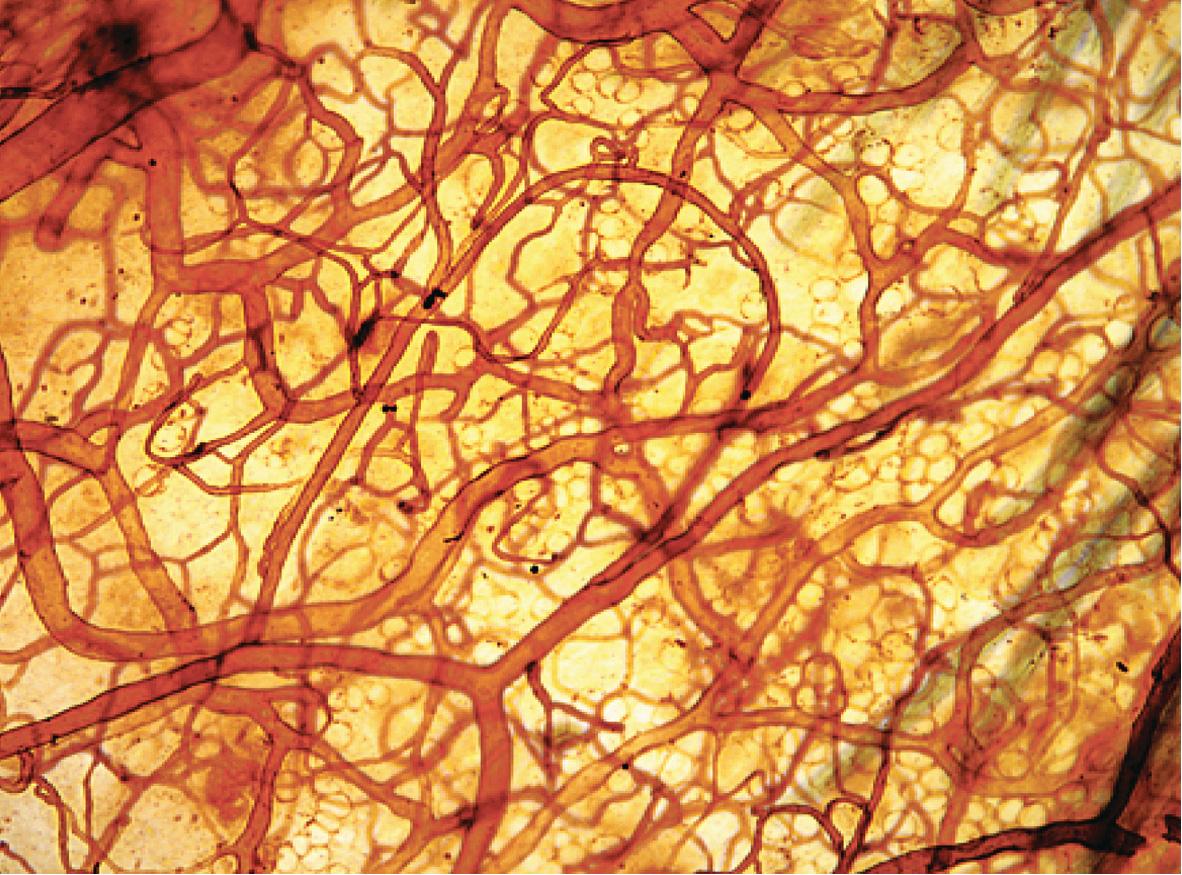 Fig. 102.2, Intravascular perfusion of murine skin with the lectin Lycopersicon esculentum .