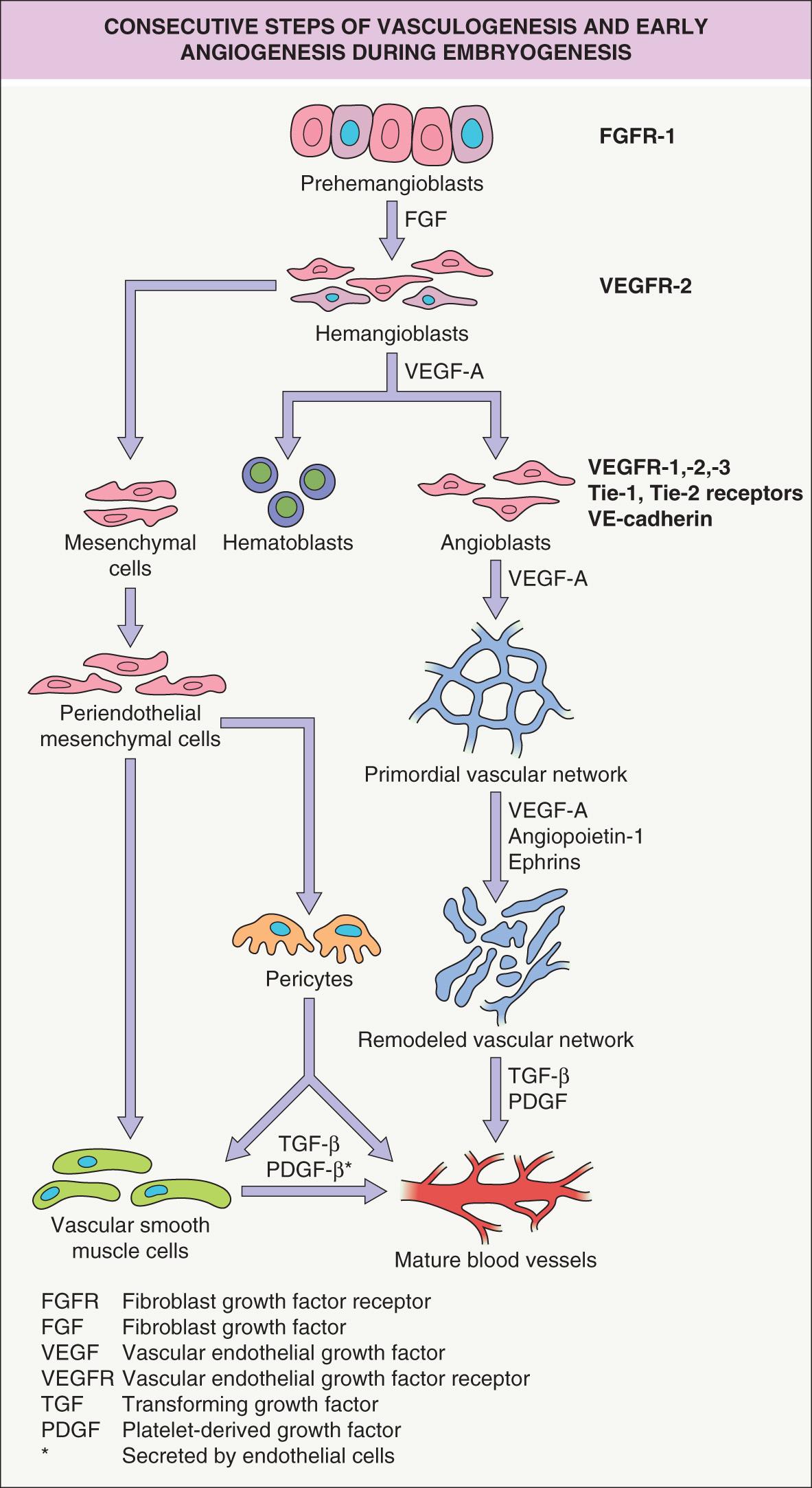 Fig. 102.6, Consecutive steps of vasculogenesis and early angiogenesis during embryogenesis: formation and remodeling of primordial vascular networks.