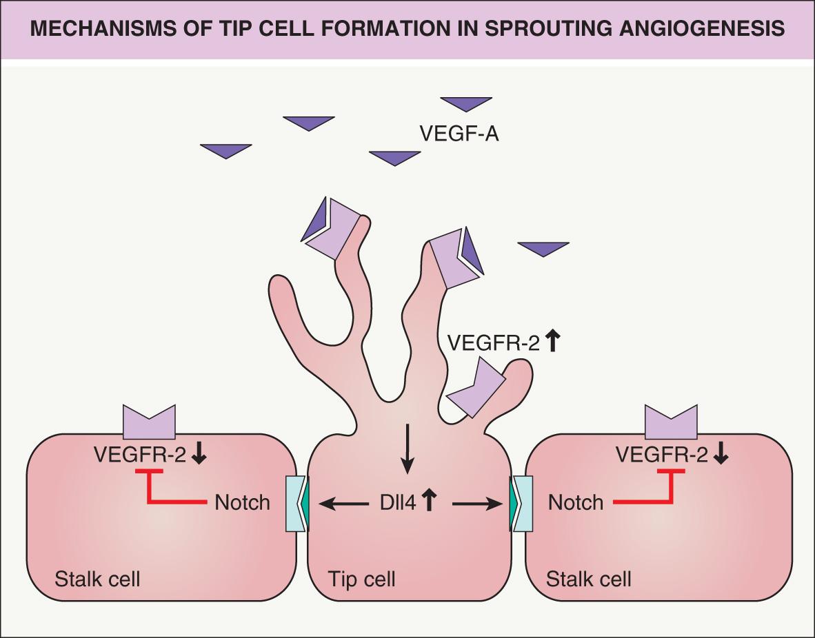 Fig. 102.7, Mechanisms of tip cell formation in sprouting angiogenesis.