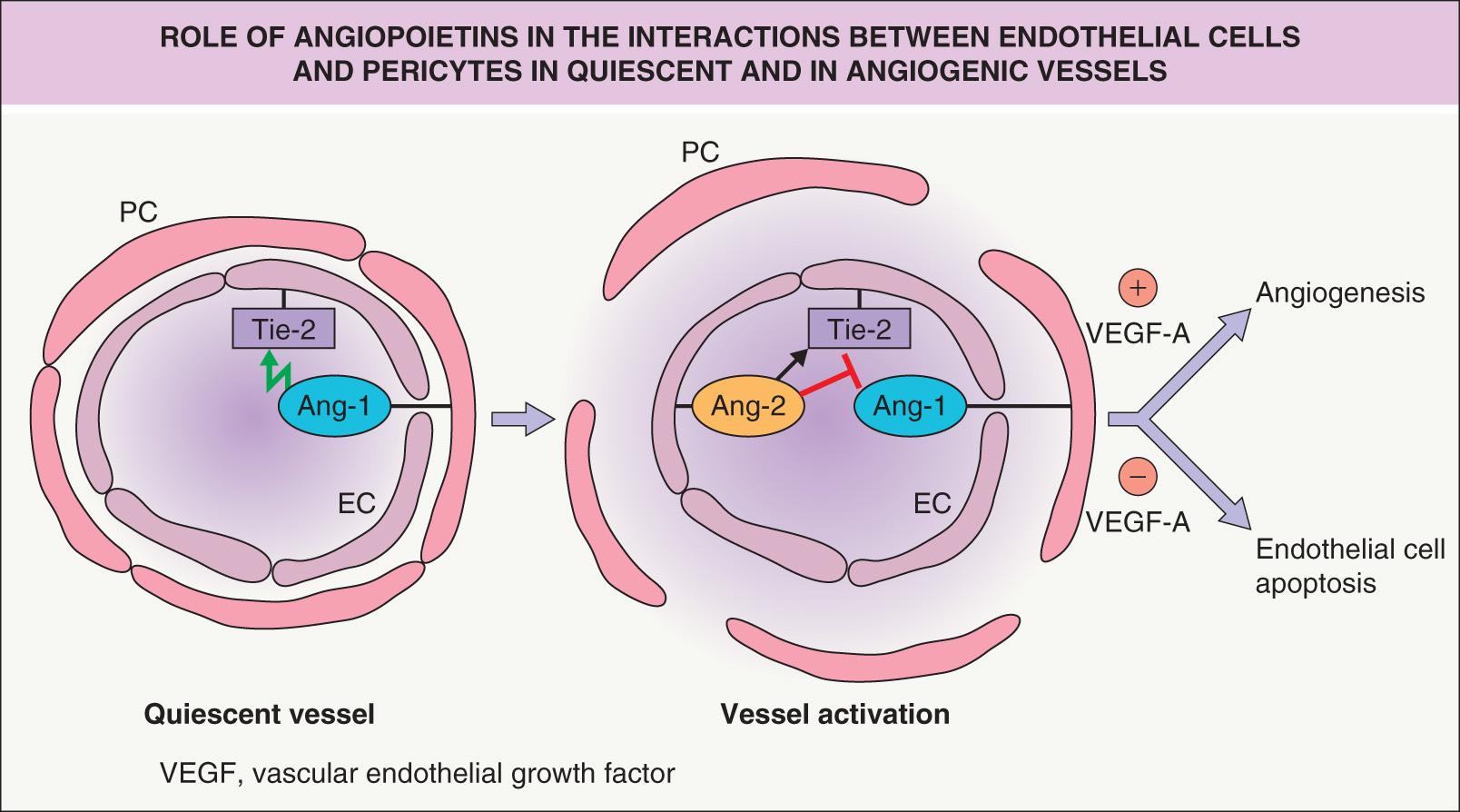 Fig. 102.8, Role of angiopoietins in the interactions between endothelial cells and pericytes in quiescent and in angiogenic vessels.