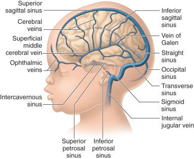 Fig. 42.1, Cerebral venous system.