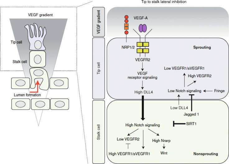 Fig. 1.3, Notch-mediated Lateral Inhibition in Tip/Stalk Cell Specification.