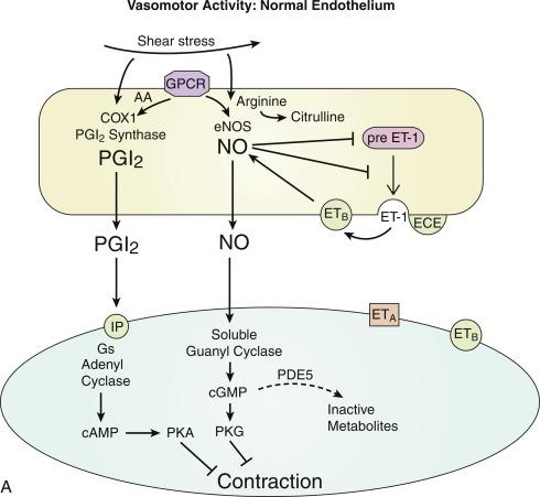 Fig. 5.2, Regulation of vasomotor function by the vascular endothelium under normal conditions (A) and during endothelial dilator dysfunction (B) and current therapeutic interventions that mimic or modulate endothelial activity, particularly with regard to those approved for the treatment of pulmonary arterial hypertension.