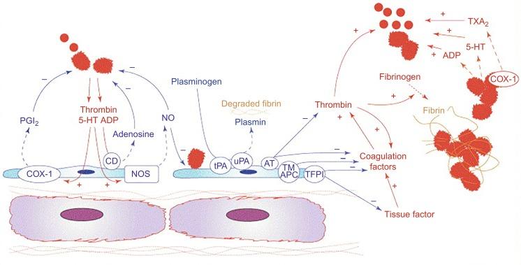 Fig. 5.3, Regulation of Thrombosis in the Human Vascular System.