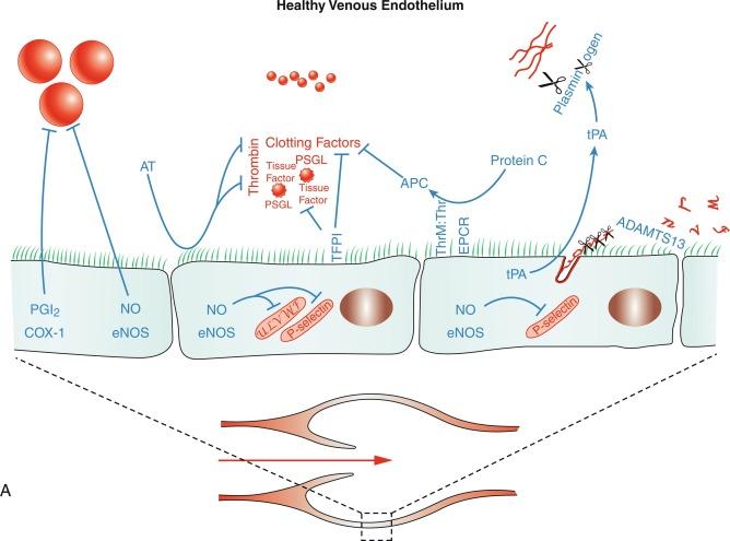 Fig. 5.4, Regulation of Thrombosis in the Venous System.