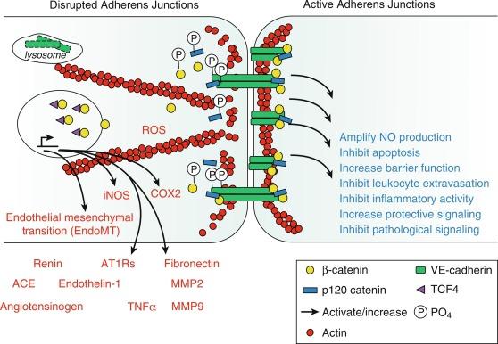 Fig. 5.6, Regulatory impact of endothelial adherens junctions, with protective activity of normal active junctions (right) and the potential pathological effects of disrupted junctions (left) . The red font mediators and processes reflect effects that can be induced by the disruption of adherens junctions.