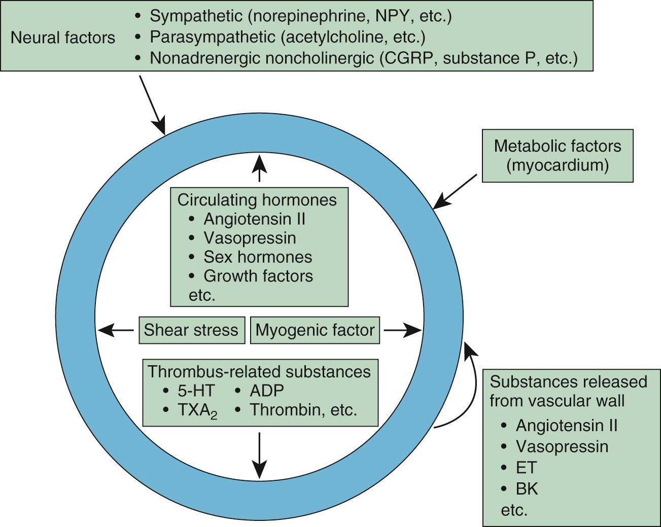 FIGURE 48-4, Factors that influence microvascular tone. ADP, Adenosine diphosphate; BK, Ca 2+ -activated K + ; CGRP, calcitonin gene-related peptide; ET, endothelin; 5HT, 5-hydroxytryptamine (serotonin); NPY, neuropeptide Y; TXA 2 , thromboxane A 2 .