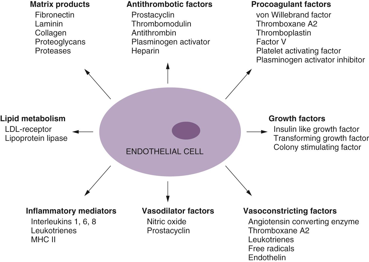 FIGURE 48-5, Endothelial cells have both metabolic and synthetic functions. Through the secretion of a large variety of mediators, these cells are able to influence cellular function throughout the body. LDL, Low-density lipoprotein; MHC, major histocompatibility complex.