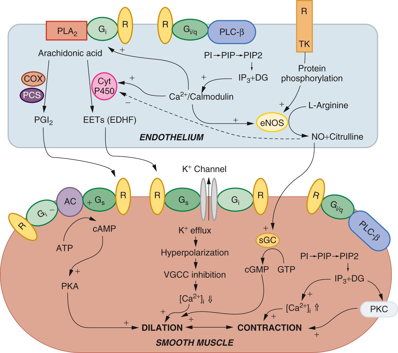 FIGURE 48-6, Signal transduction pathways for the vascular responses to agonists. Nitric oxide (NO), prostaglandin I 2 (PGI 2 ), and endothelium-derived hyperpolarizing factor (EDHF) are important for the cross-talk between the endothelium and the vascular smooth muscle. AC, Adenylyl cyclase; COX, cyclooxygenase; Cyt P450, cytochrome P450; DG, diacylglycerol; eNOS, endothelial nitric oxide synthase; Gi, Gi-protein; Gq, Gq protein; PCS, prostacyclin synthase; PI, phosphatidylinositol; PIP, phosphatidylinositol 4-phosphate; PIP2, phosphatidylinositol 4,5-bisphosphate; PKA, protein kinase A; PLA 2 , phospholipase A 2 ; PLC, phospholipase C; R, receptors; TK, tyrosine kinase; VGCC, voltage-gated Ca 2+ channel.