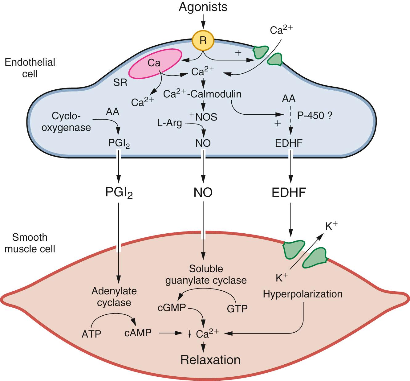 FIGURE 48-7, Role of the increase in cytosolic calcium concentration in the release of endothelium-derived relaxing factors (EDRF). Endothelial receptor activation induces an influx of calcium into the cytoplasm of the endothelial cell. After interaction with calmodulin, NO-synthase and cyclooxygenase are activated, leading to the release of endothelium-derived hyperpolarizing factor (EDHF). NO causes relaxation by activating the formation of cyclic GMP (cGMP) from GTP. EDHF causes hyperpolarization and relaxation by opening K + channels. Prostacyclin (PGI 2 ) causes relaxation by activating adenylate cyclase (AC), which leads to the formation of cyclic AMP (cAMP). Any increase in cytosolic calcium (including that induced by the calcium ionophore A23187) causes the release of relaxing factors. When agonists activate the endothelial cells, an increase in inositol phosphate may contribute to the increase in cytoplasmic Ca 2+ by releasing it from the sarcoplasmic reticulum (SR).