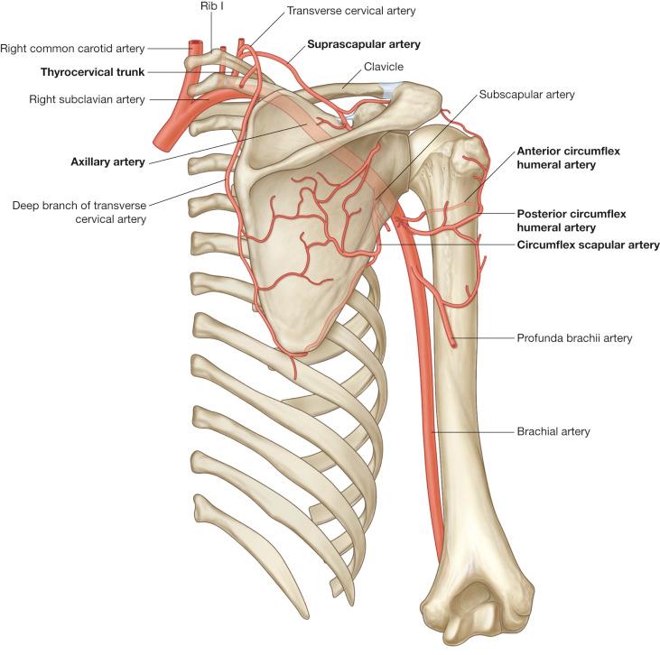 Fig. 55.1, Vascular anatomy of the shoulder.