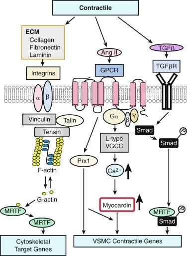 Fig. 3.3, Summary of soluble and insoluble extracellular factors, their receptors, their interacting signaling pathways, and transcription factors responsible for expression of the contractile/differentiated vascular smooth muscle cell (VSMC) phenotype.