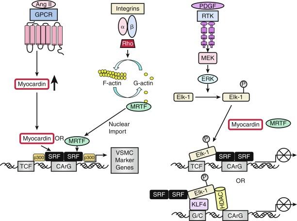 Fig. 3.4, A Model for the Opposing Roles of Transcription Factors, Their Coregulators, and Chromatin Remodeling Enzymes in the Control of Vascular Smooth Muscle Cell (VSMC) Growth or Differentiation.