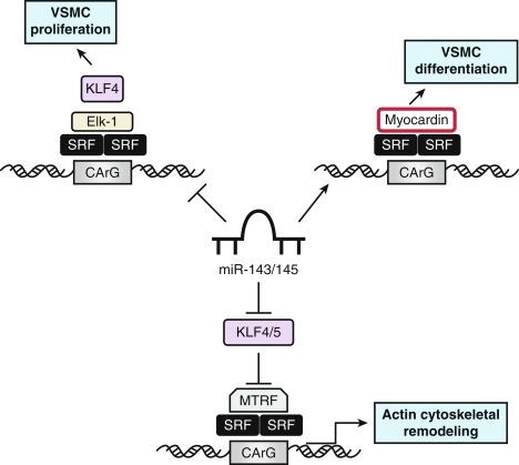 Fig. 3.5, A Model for the Regulation of Vascular Smooth Muscle Cell (VSMC) Phenotypes by the Cardiovascular-Specific microRNAs miR-143 and miR-145.