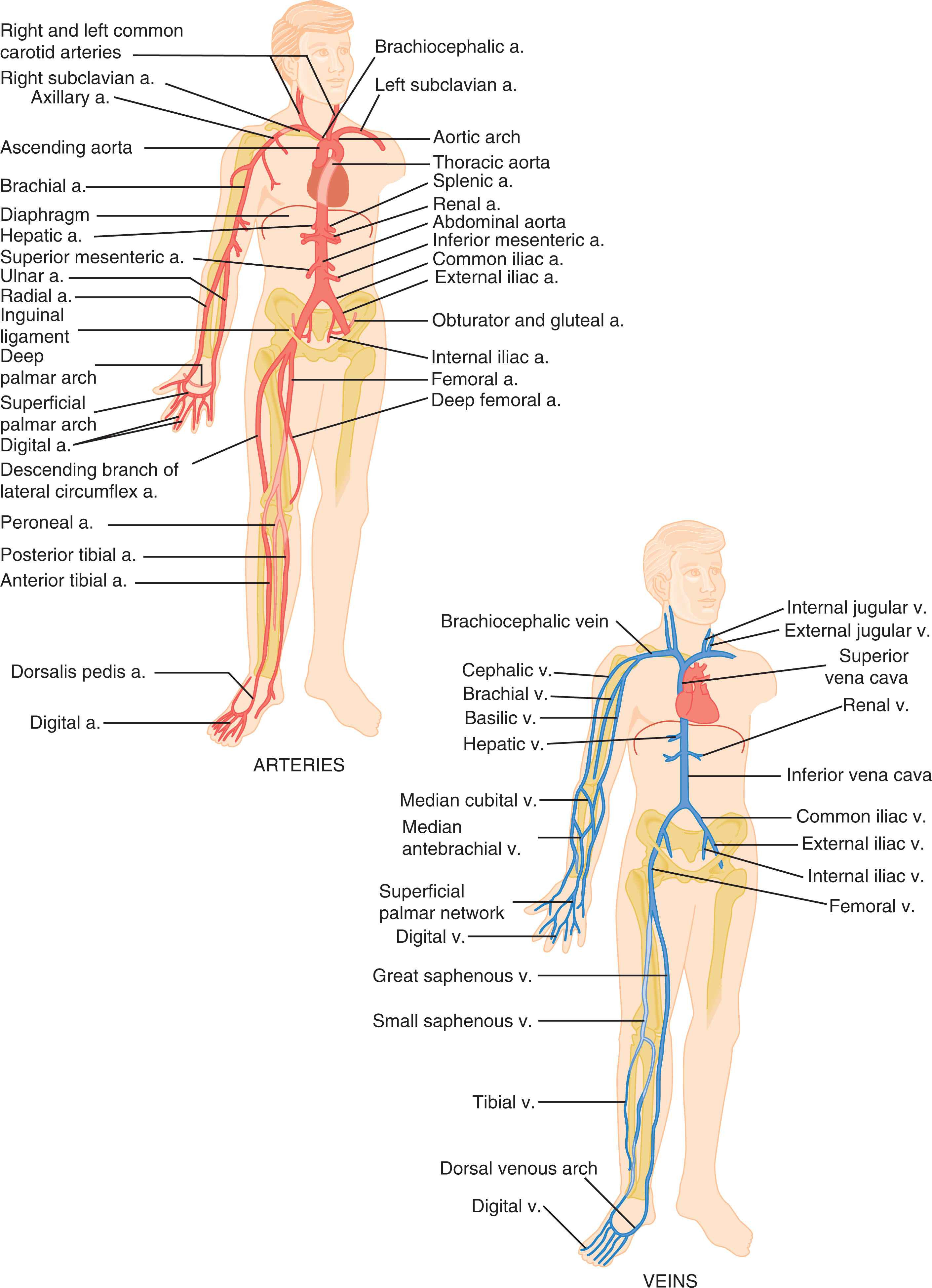 Fig. 8.1, The human vascular system.