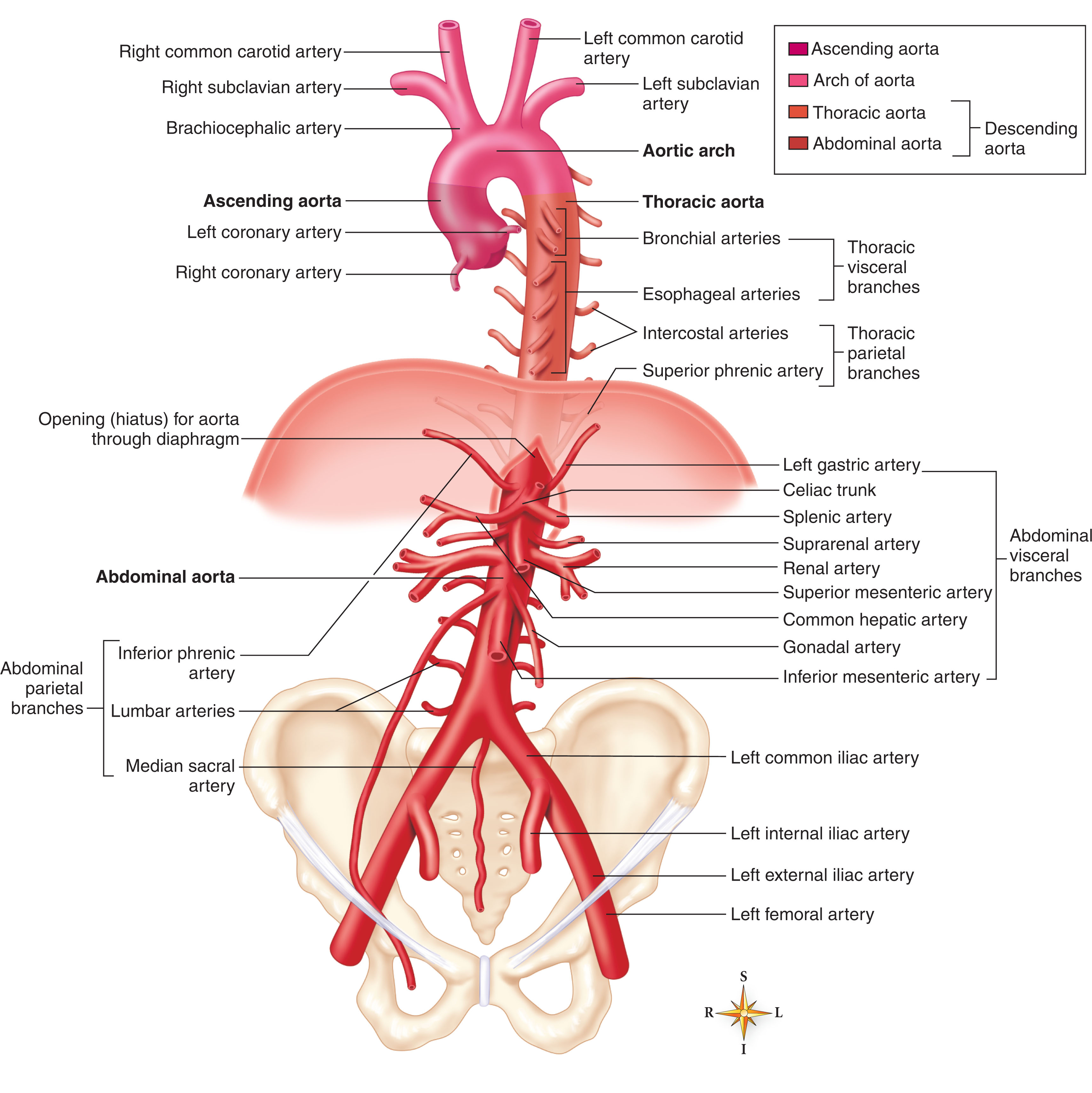 Fig. 8.12, The common iliac arteries arise at the bifurcation of the abdominal aorta at the fourth lumbar vertebra (near the superior sacrum). These vessels further divide into the internal and external iliac arteries.