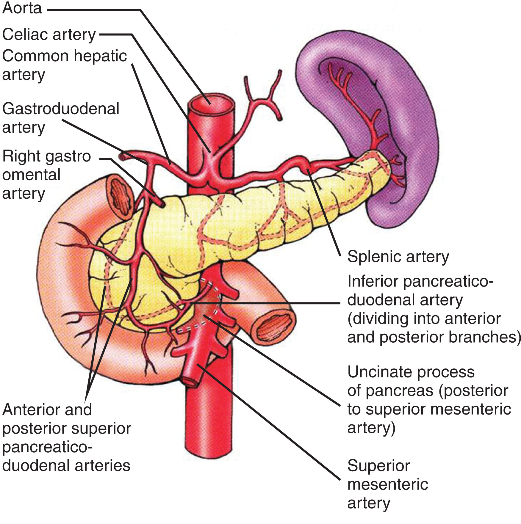 Fig. 8.15, The gastroduodenal artery courses along the upper border of the head of the pancreas, behind the posterior layer of the peritoneal bursa, to the upper margin of the superior part of the duodenum, which forms the lower boundary of the epiploic foramen.