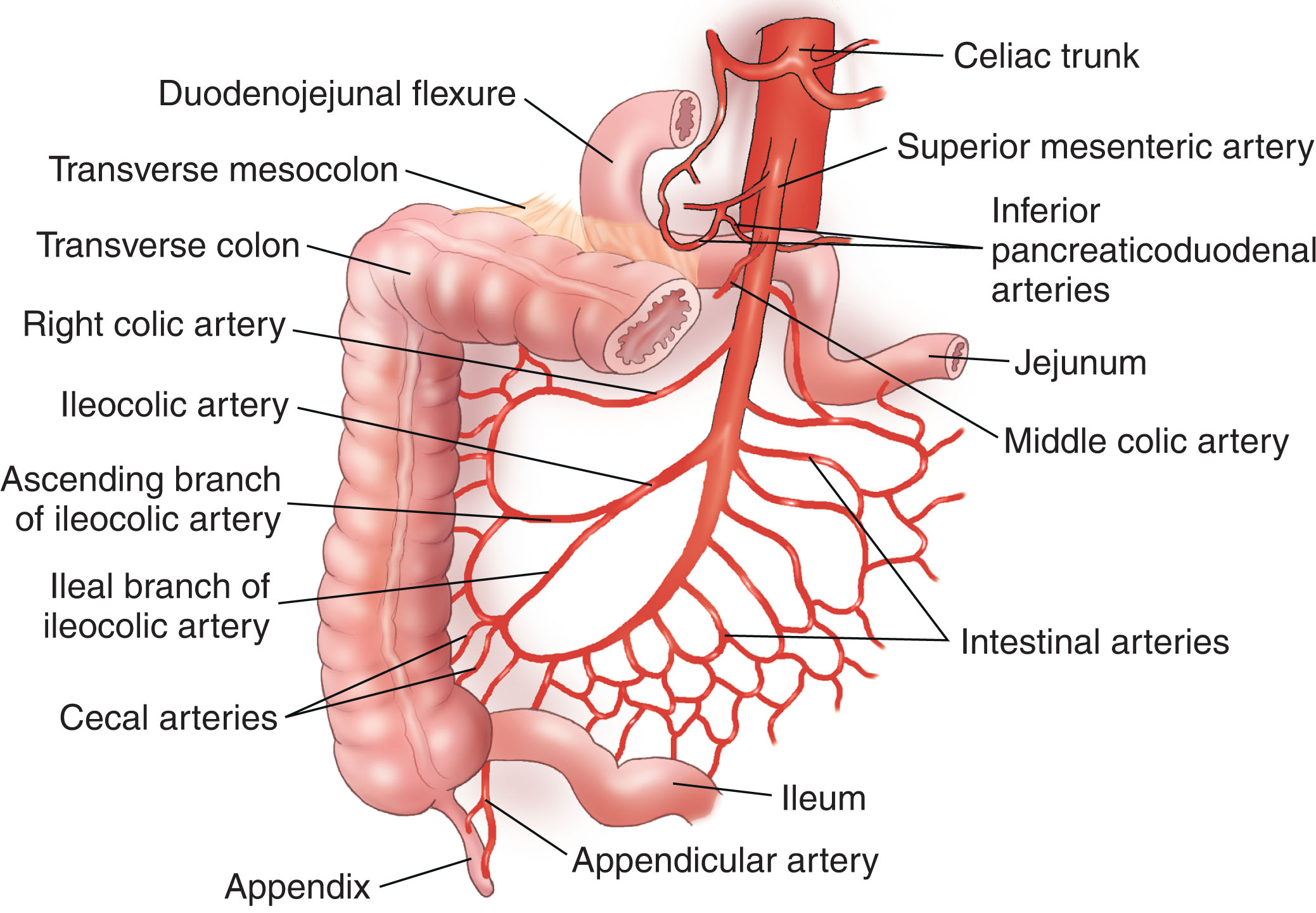 Fig. 8.19, The superior mesenteric artery arises anteriorly from the abdominal aorta approximately 1 cm below the celiac trunk. It supplies the proximal half of the colon and small intestine.