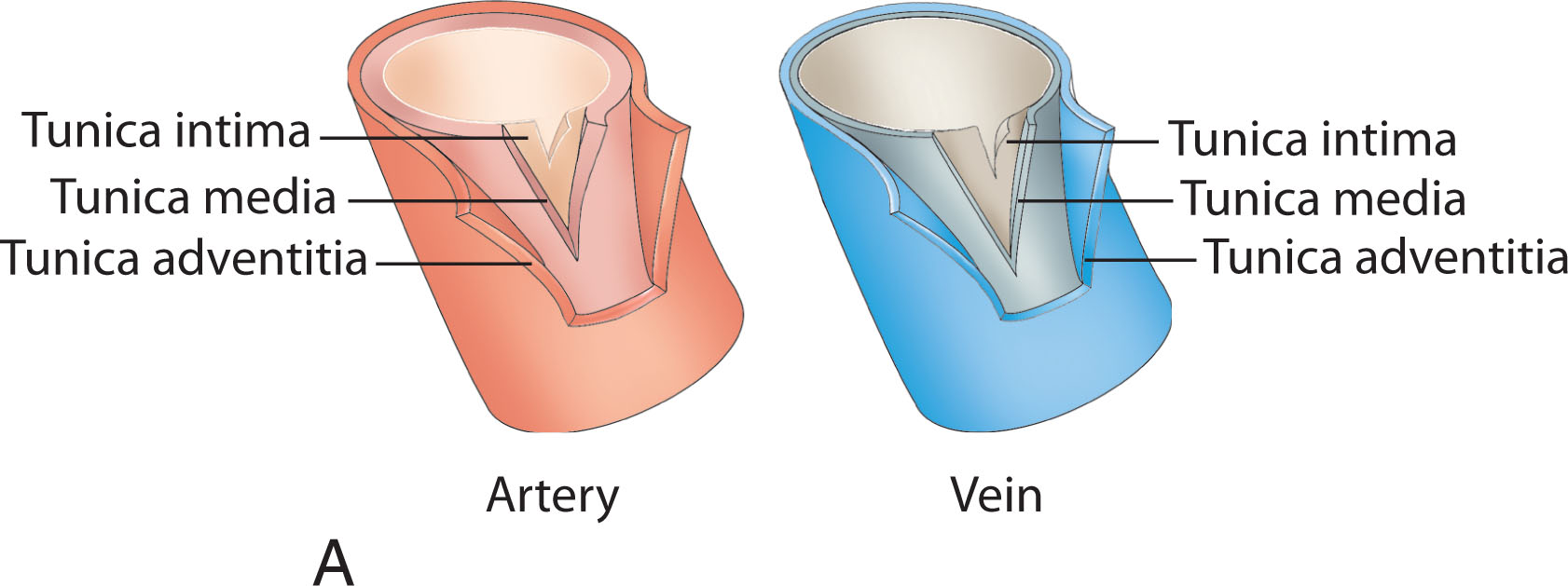 Fig. 8.2, (A) Cross section of an artery and vein showing the distinctions among the three layers of each vessel: tunica intima (inner layer), tunica media (middle layer), and tunica adventitia (external layer). (B) Specific differences exist between the arteries and the veins. The arteries are hollow elastic tubes that carry blood away from the heart. They are enclosed within a sheath that includes a vein and a nerve. The veins are hollow collapsible tubes with diminished tunica media that carry blood toward the heart. The veins appear collapsed because they have little elastic tissue or muscle within their walls.