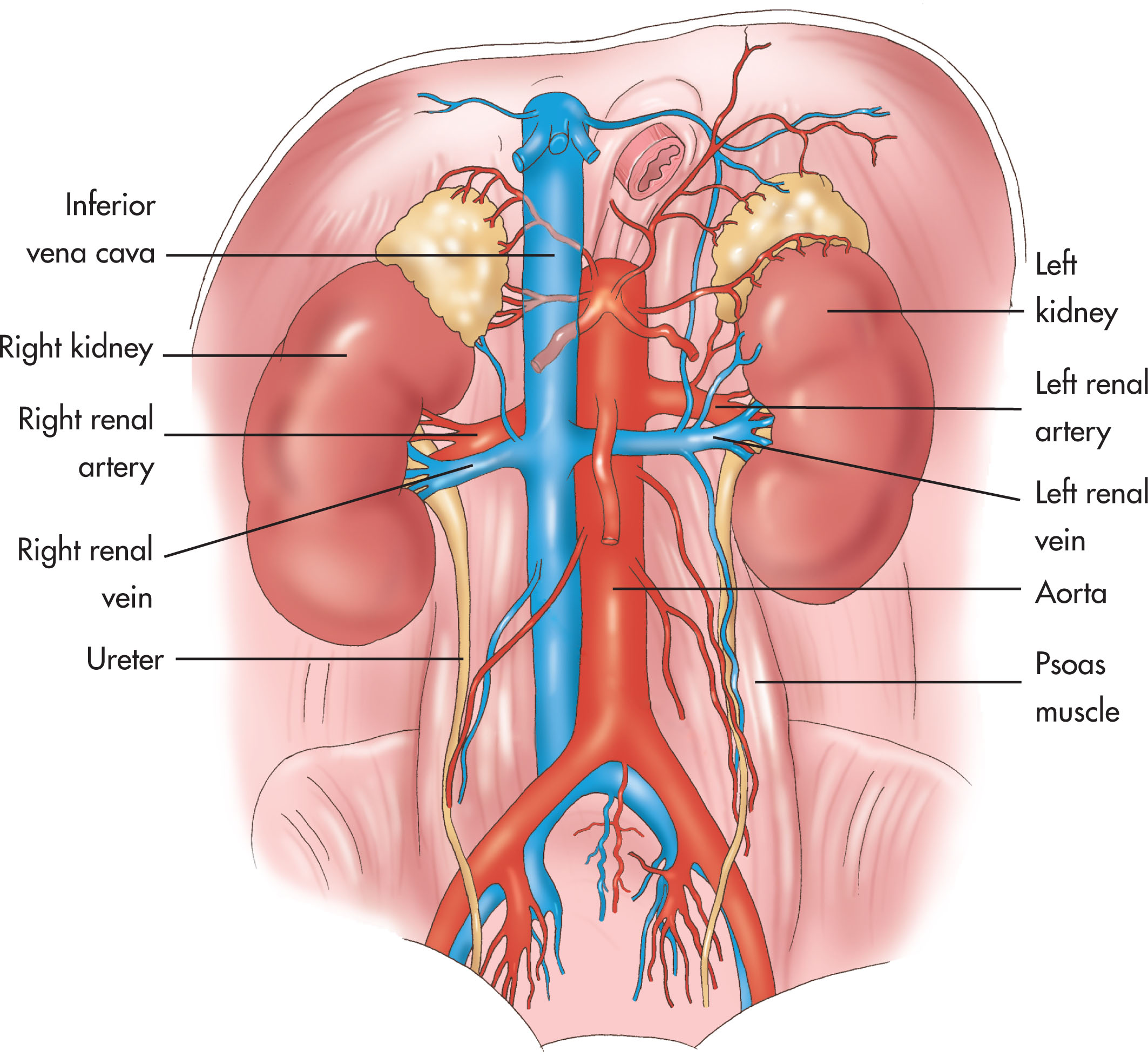 Fig. 8.23, The renal arteries arise from the lateral aspect of the aorta at the level of and anterior to the first lumbar vertebra, just inferior to the superior mesenteric artery. Both vessels divide into the anterior and inferior suprarenal arteries. The renal artery passes posterior to the renal vein before entering the renal hilus.